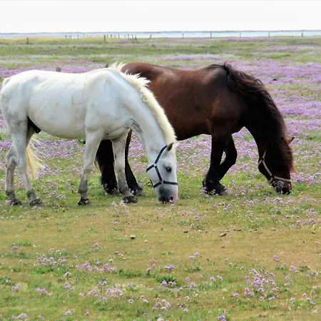 Appartement Haus Delft Phyllis Juist